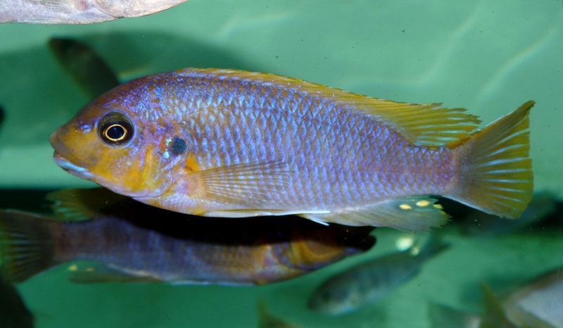 Petrotilapia palingnathos 'Chizumulu Island'